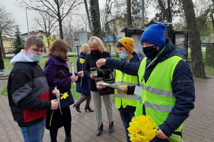 Żonkile nadziei w Ostrowcu Świętokrzyskim