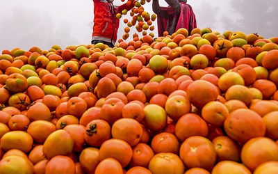 W czasie pomidorowych żniw hodowcy codziennie sortują i pakują do skrzynek nawet 100 ton tych owoców.
2.04.2021 Dhunat Upazila, Bangladesz