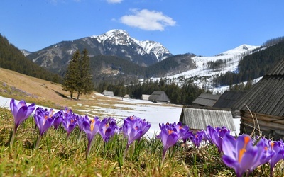 Hokus krokus