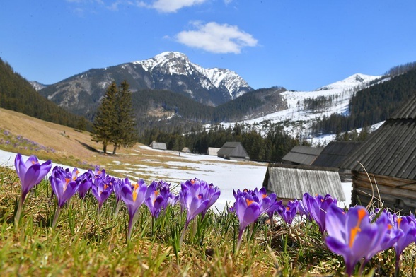 Hokus krokus