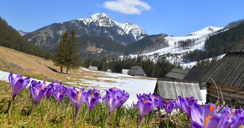 Hokus krokus