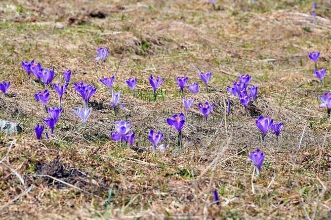 Krokusy w Dolinie Chochołowskiej