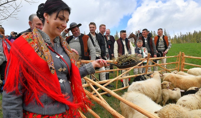 Tarasówka. Owce na halach i majowy śnieg 