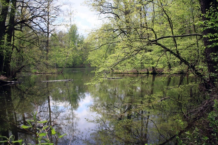 Pałac i park Schaffgotschów w Kopicach. Akcja sprzątania