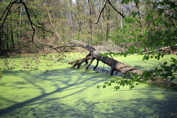 Pałac i park Schaffgotschów w Kopicach. Akcja sprzątania