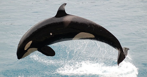 Orka