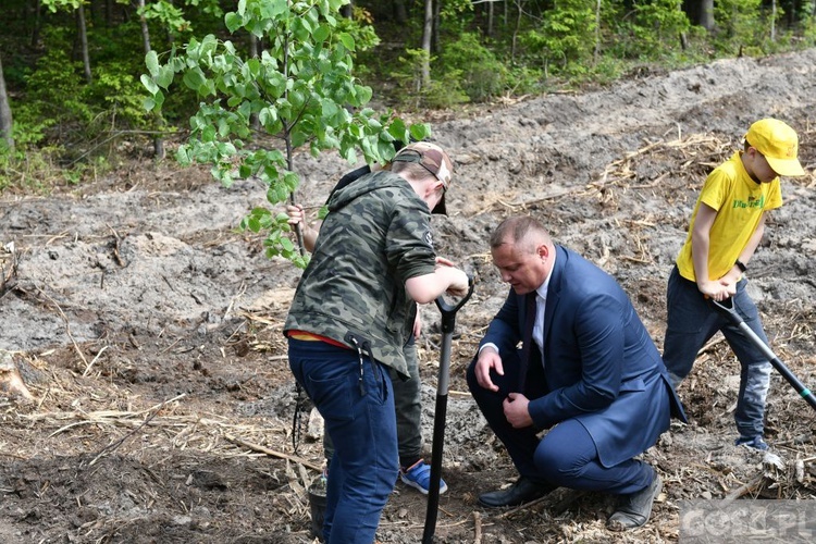 Akcja "Łączą nas drzewa"