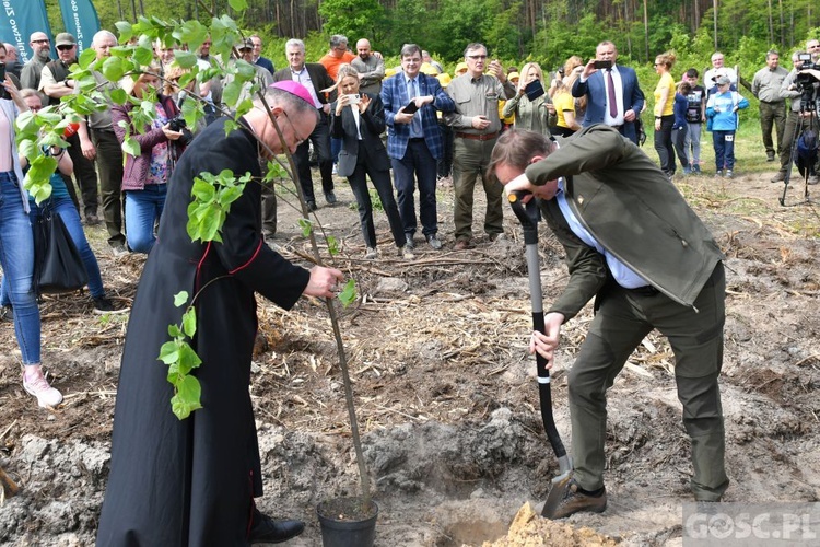 Akcja "Łączą nas drzewa"