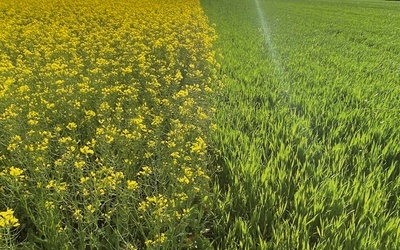 Pole kwitnącego rzepaku.
26.05.2021  Dąbrówka Wielka, Polska