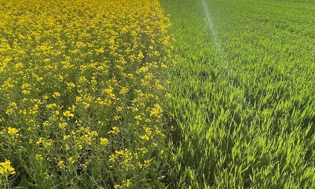 Pole kwitnącego rzepaku.
26.05.2021  Dąbrówka Wielka, Polska