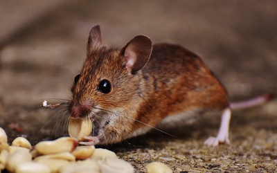 Naukowcy wydłużyli życie myszy o 30 proc.
