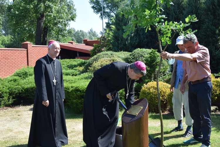 Dąb „Alojzy” ku czci pierwszego biskupa łowickiego