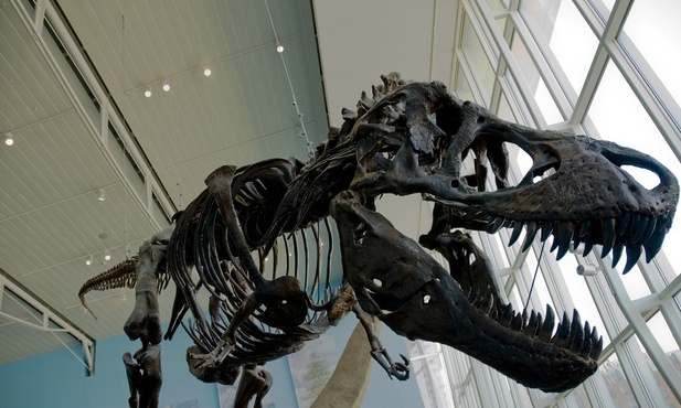 Wiele gatunków dinozaurów zamieszkiwało Arktykę przez cały rok