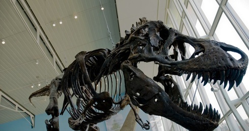 Wiele gatunków dinozaurów zamieszkiwało Arktykę przez cały rok