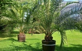 Gliwice. Palm z gliwickiej palmiarni pojawiły się w różnych częściach miasta