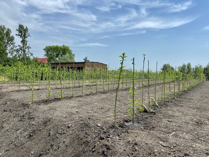 Chorzów. Topole pomocą w walce z zanieczyszczeniami