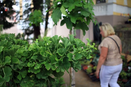 Lato Kwiatów w Otmuchowie