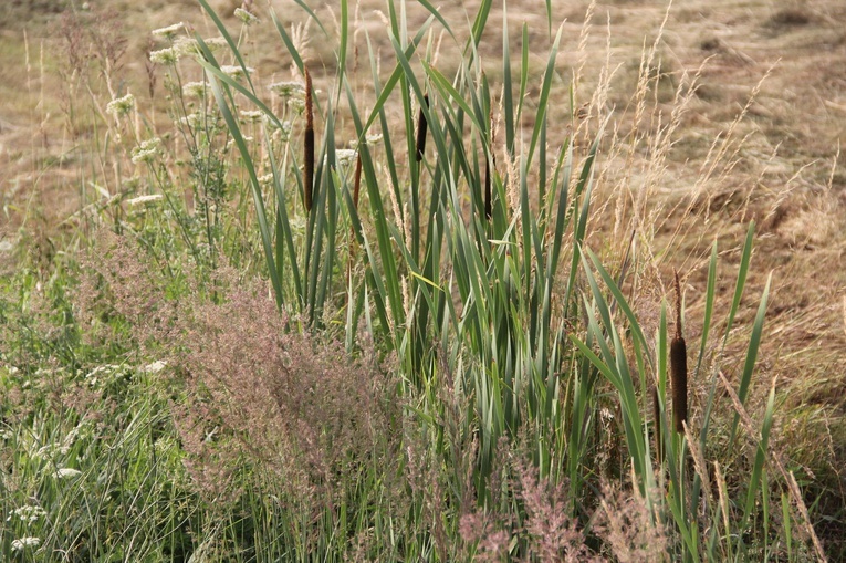 Strzyganiec. Pielgrzmka z Trzetrzewiny