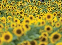 Spacer w polu słoneczników podczas przerwy na lunch nie zwalnia Koreańczyków z obowiązku noszenia maseczki antywirusowej.
1.07.2021 Paju, Korea Południowa