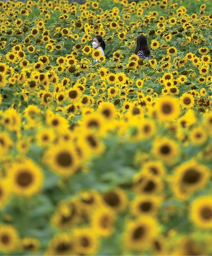 Spacer w polu słoneczników podczas przerwy na lunch nie zwalnia Koreańczyków z obowiązku noszenia maseczki antywirusowej.
1.07.2021 Paju, Korea Południowa