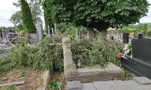 Powalone drzewa na cmentarzu w Lubochni.