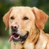 Psy wykrywają zakażonych koronawirusem w stanie Massachusetts