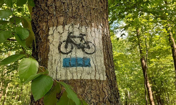 Katowice. Propozycja dla rowerzystów. Złotówka za każdy sfilmowany kilometr trasy