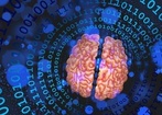 W dorosłym mózgu powstają nowe neurony