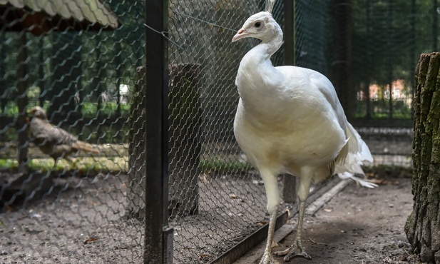 Paw albinos