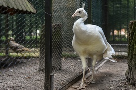 Paw albinos