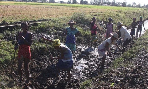 Głód na Madagaskarze: Ludzie jedzą liście kaktusów