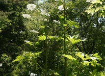 Barszcz Sosnowskiego jest rośliną dwuletnią, dorastająca nawet do 3,5 m wysokości.