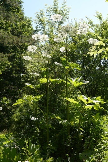 Barszcz Sosnowskiego jest rośliną dwuletnią, dorastająca nawet do 3,5 m wysokości.