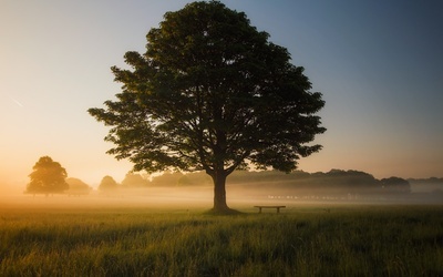Około jedna trzecia gatunków drzew na świecie zagrożona wyginięciem