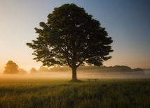 Około jedna trzecia gatunków drzew na świecie zagrożona wyginięciem