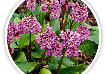Bergenia to zimozielona bylina, lubi stanowiska zacienione.