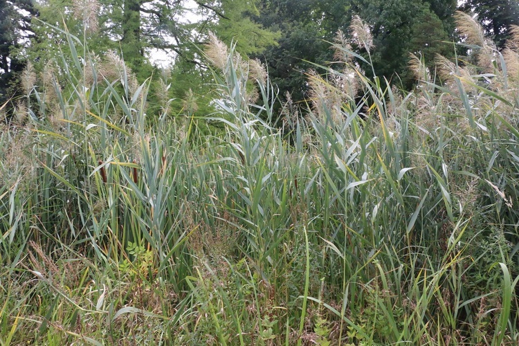 Fotografie Ogrodu Botanicznego w Krakowie