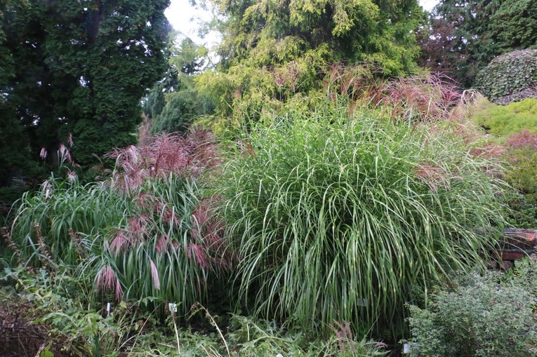 Fotografie Ogrodu Botanicznego w Krakowie