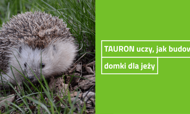 TAURON pokazuje, jak zbudować domek dla jeża 