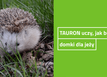 TAURON pokazuje, jak zbudować domek dla jeża 