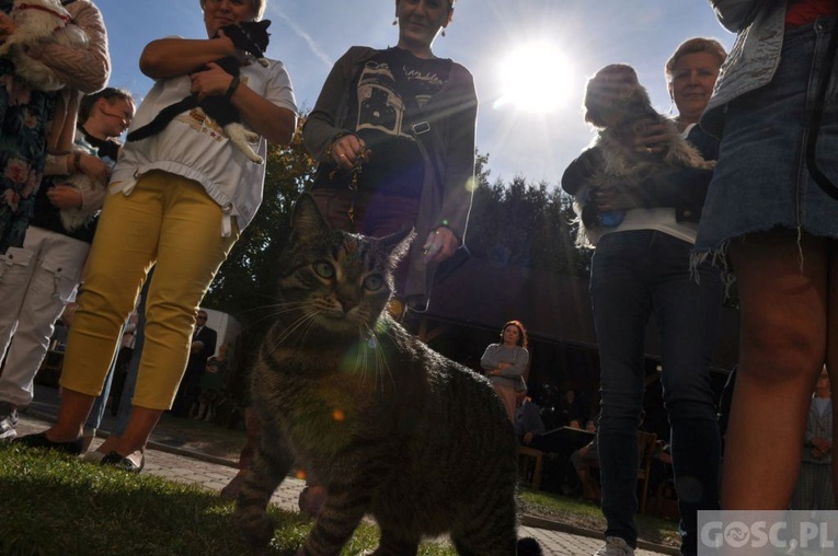 Niedziela św. Franciszka w Głogowie