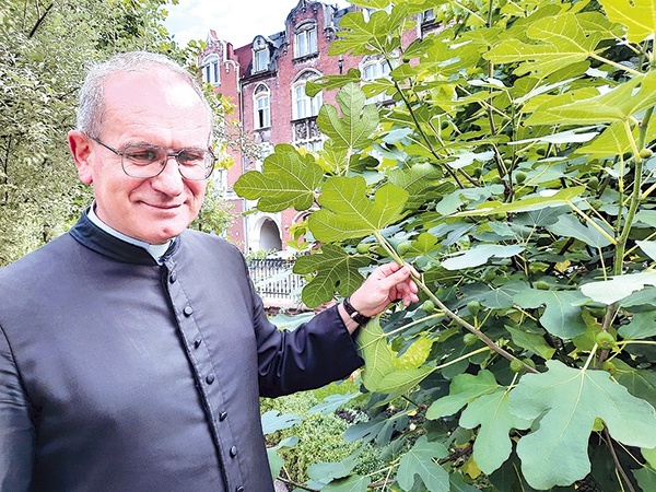 ▼	Ks. Emanuel Pietryga przed figowcem. 