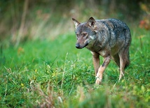 Wilk – doskonały myśliwy specjalizujący się w polowaniu na jelenie, sarny i dziki.