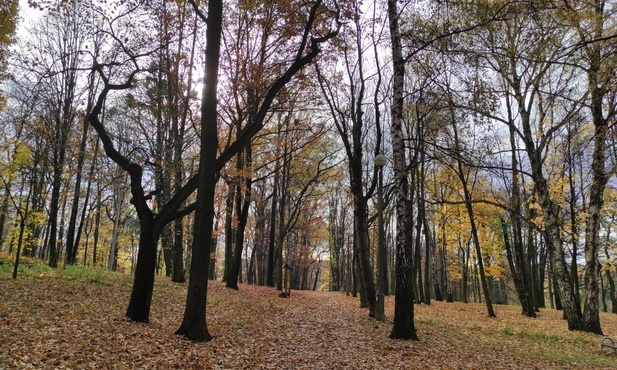 Rybnik. Miasto nie zamierza zbierać liści w parkach. Ma być ekologicznie i ekonomicznie