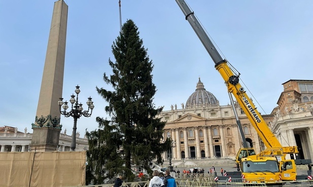 Na plac Świętego Piotra przywieziono choinkę z Trydentu