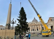 Na plac Świętego Piotra przywieziono choinkę z Trydentu