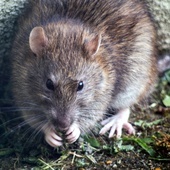 Hiszpania: Rośnie liczba śniadych szczurów w dużych miastach
