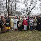 Drzewa powstańców warszawskich