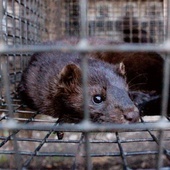 Włochy zakazują hodowli i zabijania zwierząt na futra