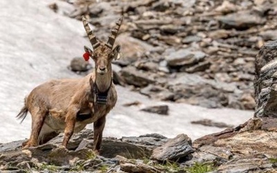 Koziorożec alpejski Dimanche zginął pod lawiną